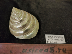 Тектус Пирамис полированный