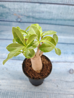 Adenium Baobab (Адениум)