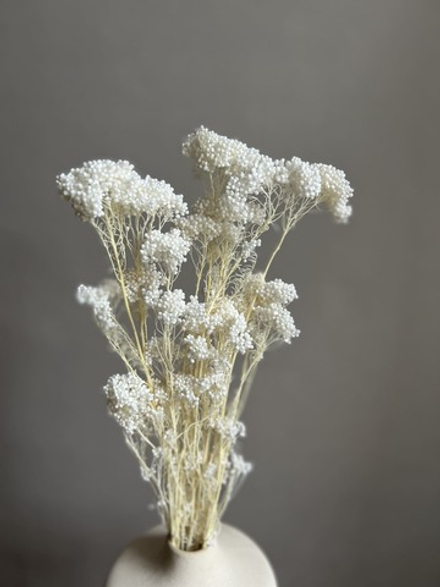 Озотамнус стабилизированный белый