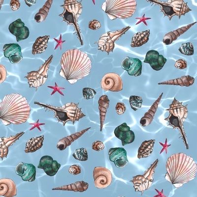 Морские ракушки