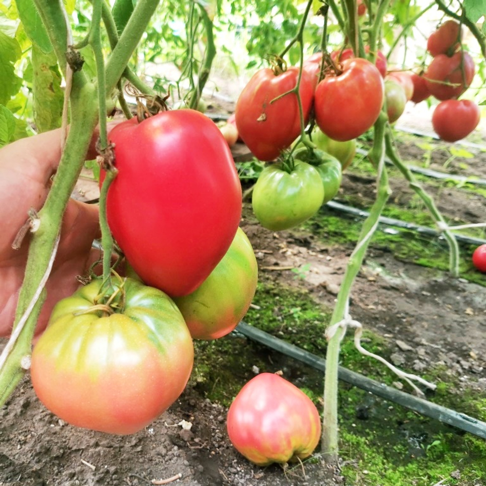 Помидоры Благодарное Сердце