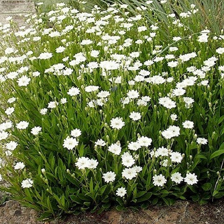 Смолевка альпийская Starry Dreams (white)