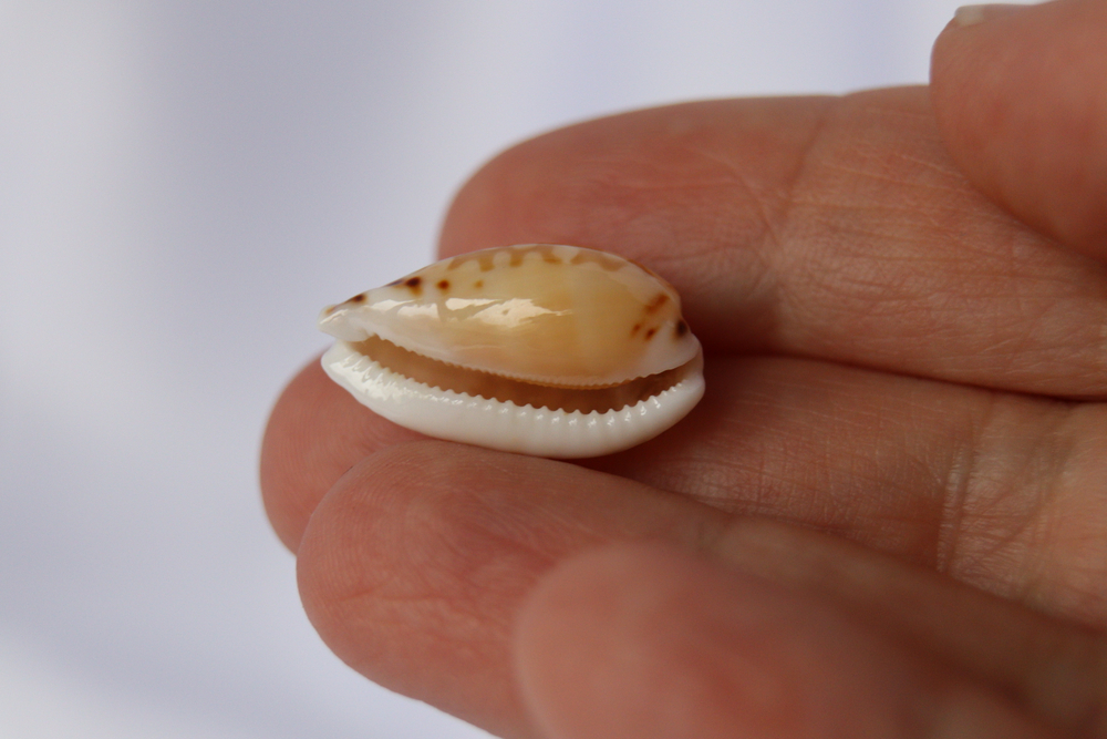 Ципрея клеопатра (Cribrarula cumingii cleopatra), 2,2см, 1шт