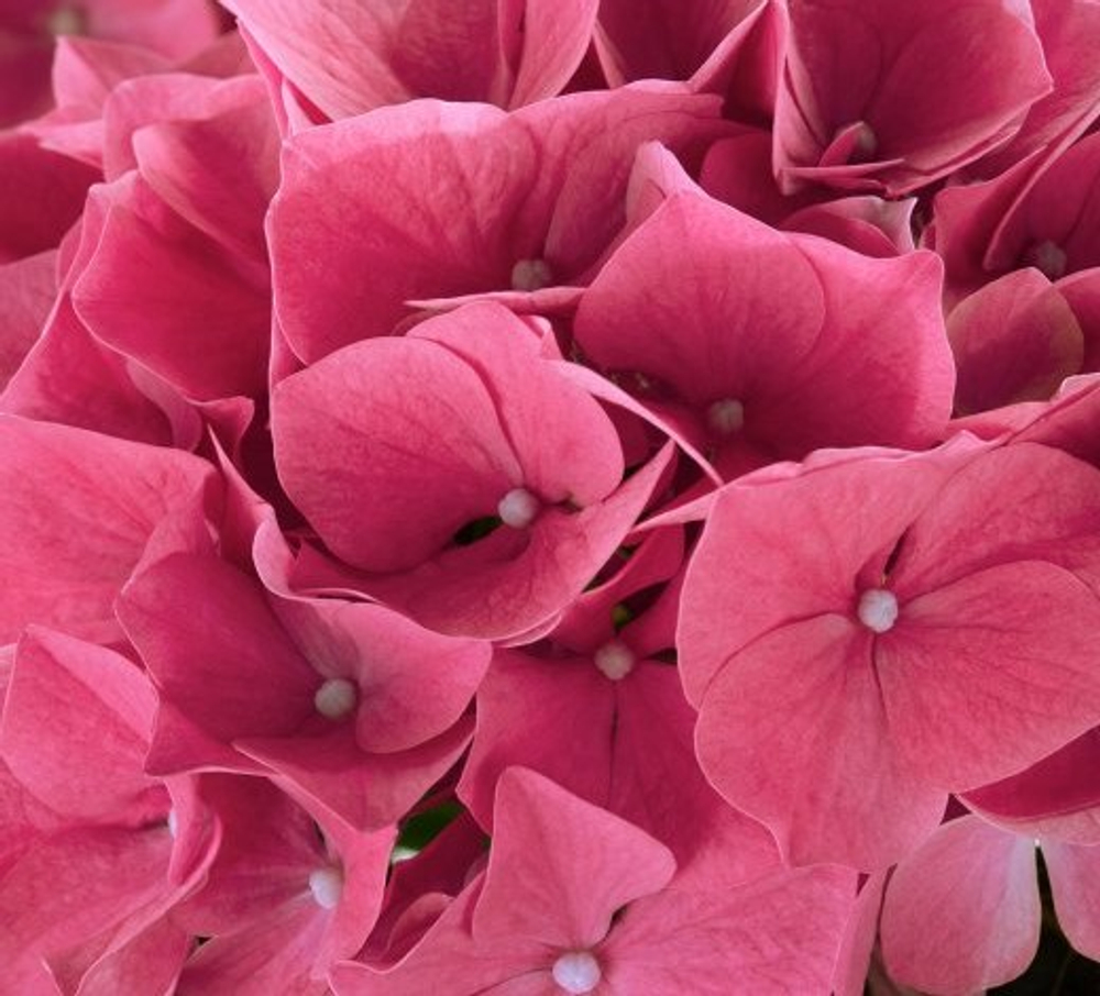 Hi Canal (Хай Канал) P12 НОВИНКА!