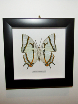 Бабочка Polyura eudamippus в рамке