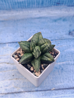 Sansevieria Pyramid Crown (Сансевиерия)