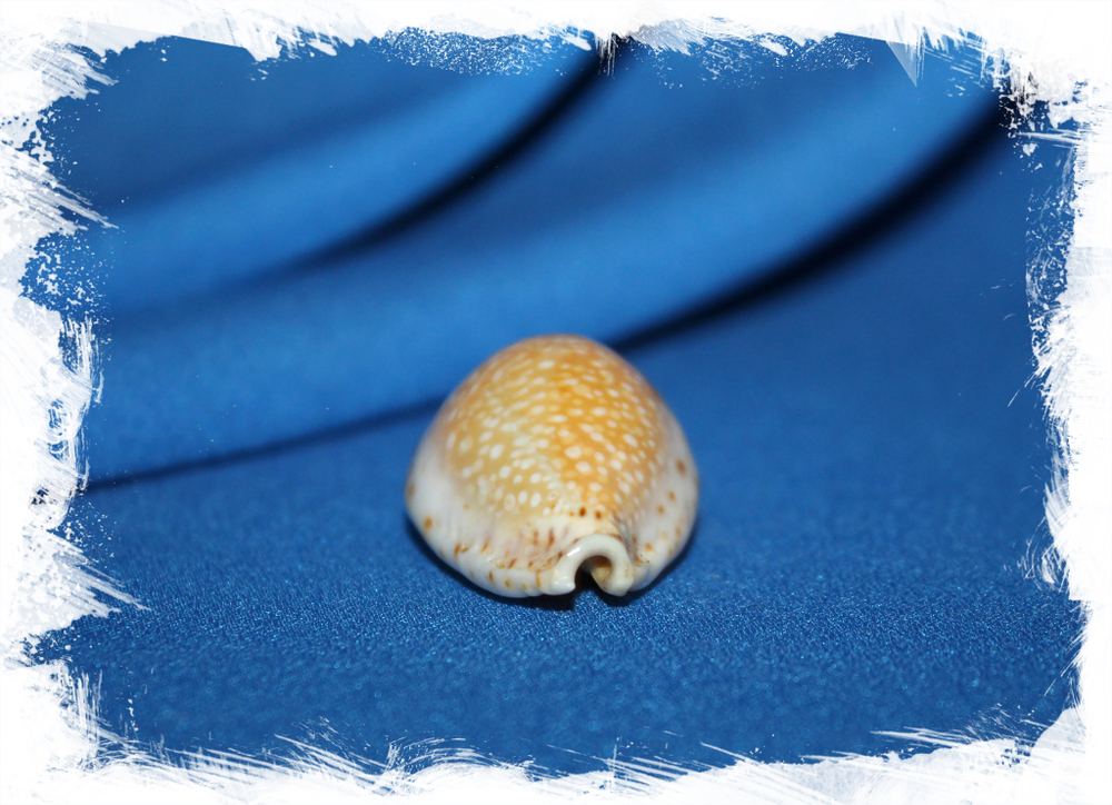 Ципрея ламарки редимита (Naria lamarckii)