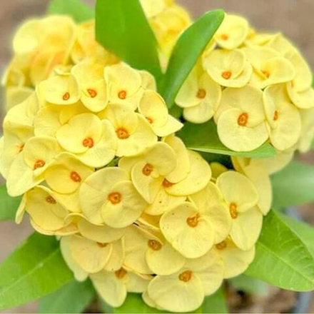 Эуфорбия Миля TEB PRATUMTHONG