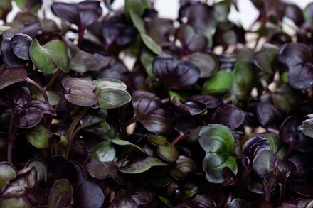 Микрозелень Санго (редис)