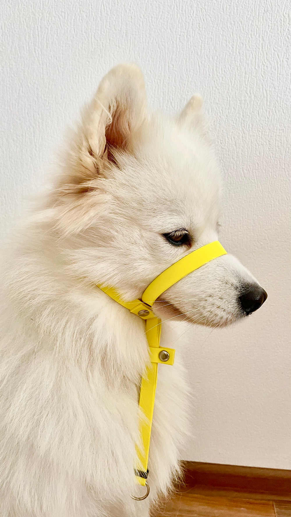 Недоуздок БИОТАН Халти для собак, морда макс 35 см., шея 35-65 см, черный