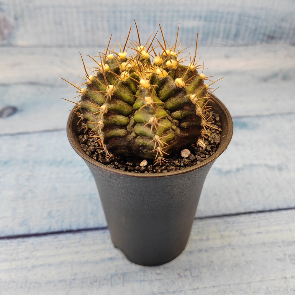 Gymnocalycium T-Rex hybride (Гимнокалициум T-rex)