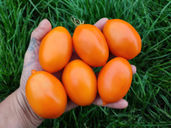 Оранжевый капрезе (Orange caprese) сорт томата