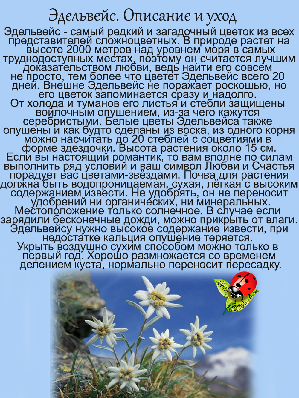 Эдельвейс горный. Цветок любви многолетний.