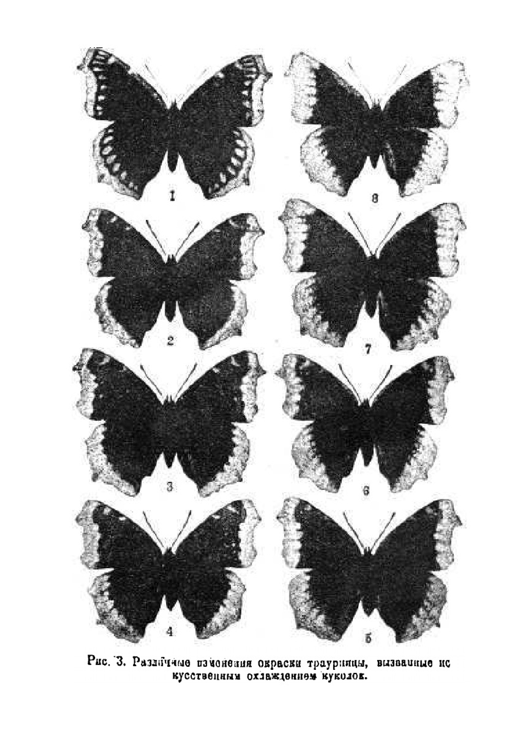 Биологические прогулки | А.С. Серебровский