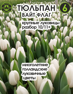 Тюльпан Луковица Вайт Флаг 6 шт крупные