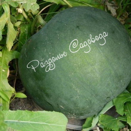 Арбуз Сибирские огни (горшок 0.4л)