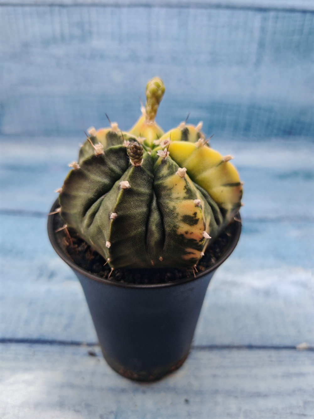 Gymnocalycium Variegata (Гимнокалициум Вариегатный)