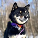 Ошейник Вайб 90-х, наличие