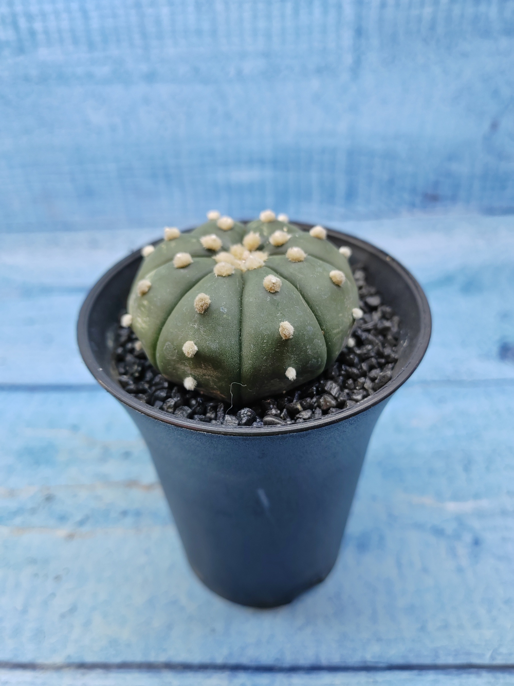 Astrophytum Asterias (Астрофитум)