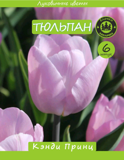 Тюльпан Луковица, Кэнди Принц, 6шт