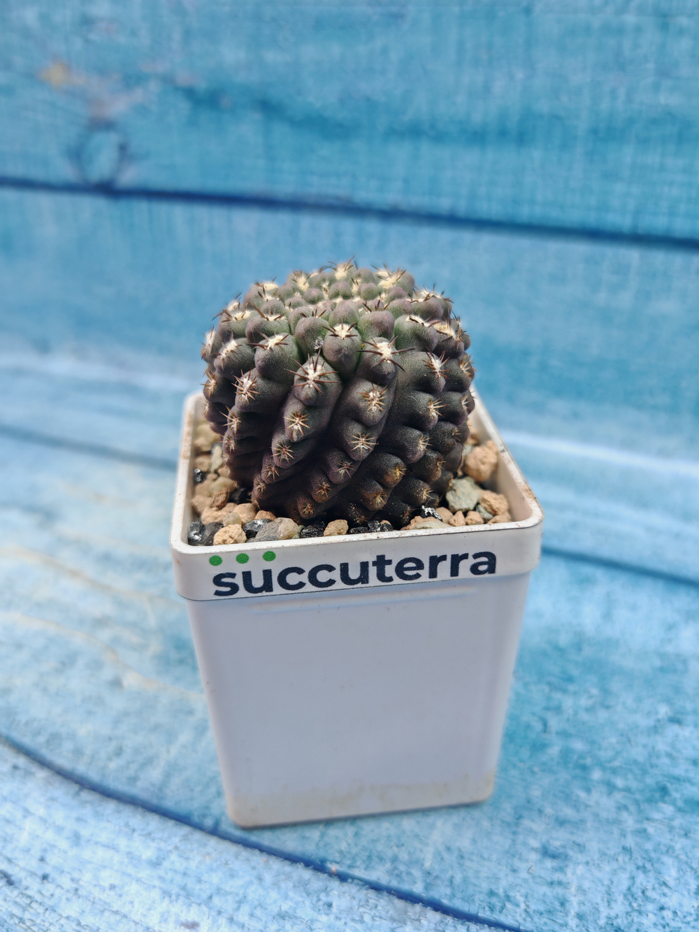 Neoporteria Napina (Неопортерия)