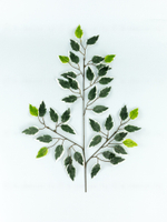 Ветка дерева Фикус бело-зеленая (связка 12 веток)