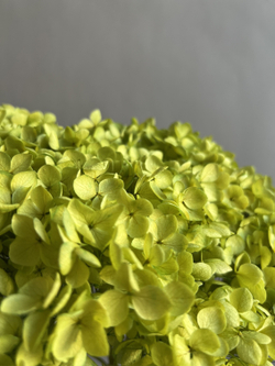Гортензия стабилизированная салатовая