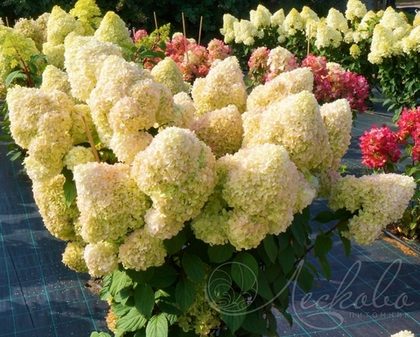 Гортензия метельчатая Diamantino