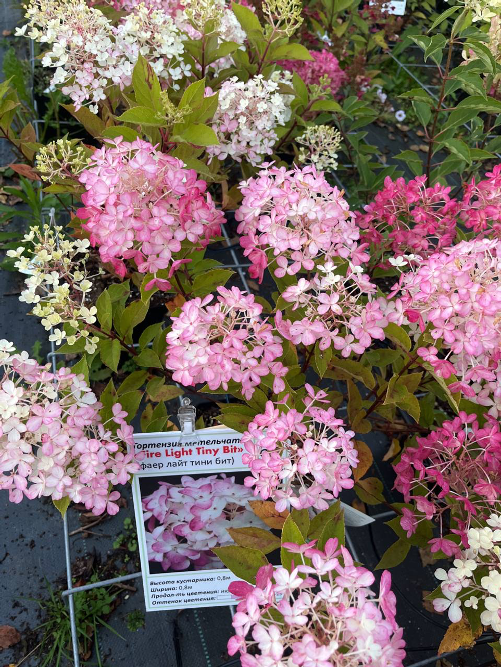 Гортензия метельчатая Фаер Лайт Тини Бит (2/3 ветки) Закупка М59 апрель 2026