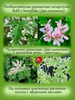 Пеларгония Две снежинки пёстролистная аромат розы