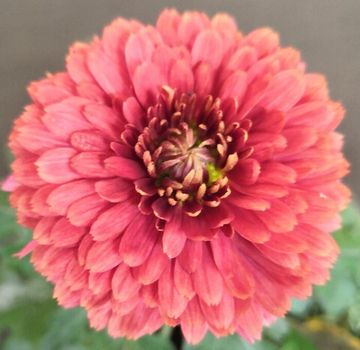 Хризантема корейская № 62К