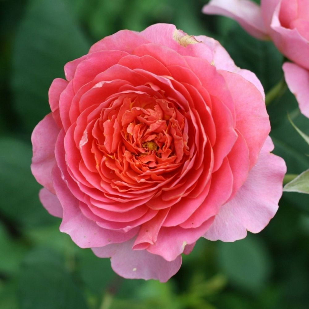 Амандин Шанель (Amandine Chanel)