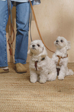 Шлейка "Пони-гулёни" Графит и рыжий