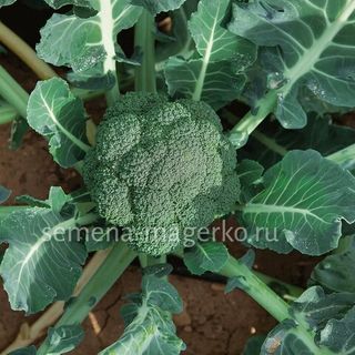 Капуста брокколи Монрелло F1 2500 (семян)