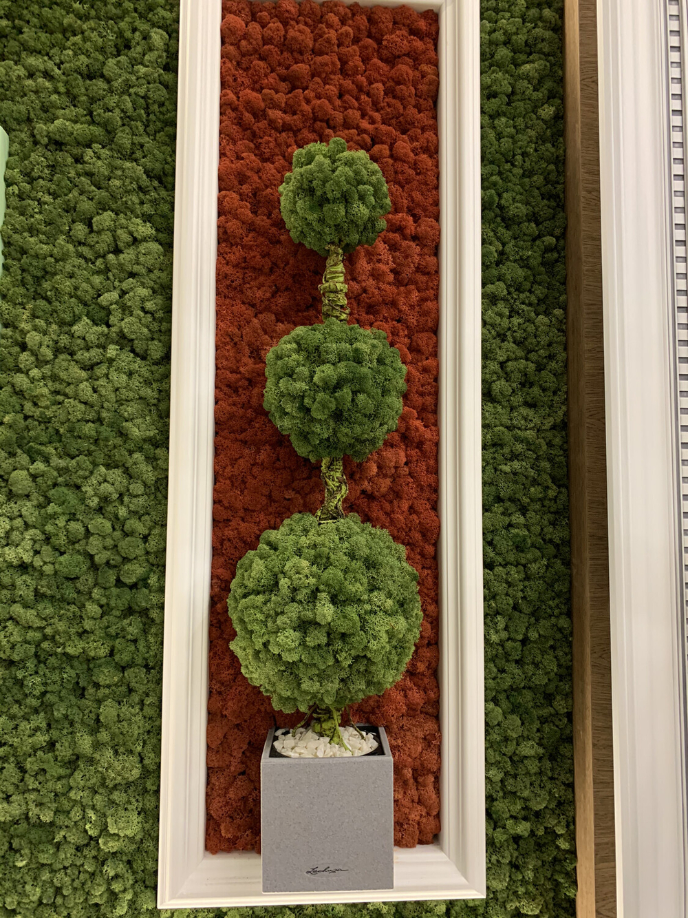 Мох ягель "Decoration" бордовый