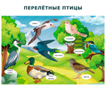 Комплект развивающий Природа: Перелётные птицы 2185