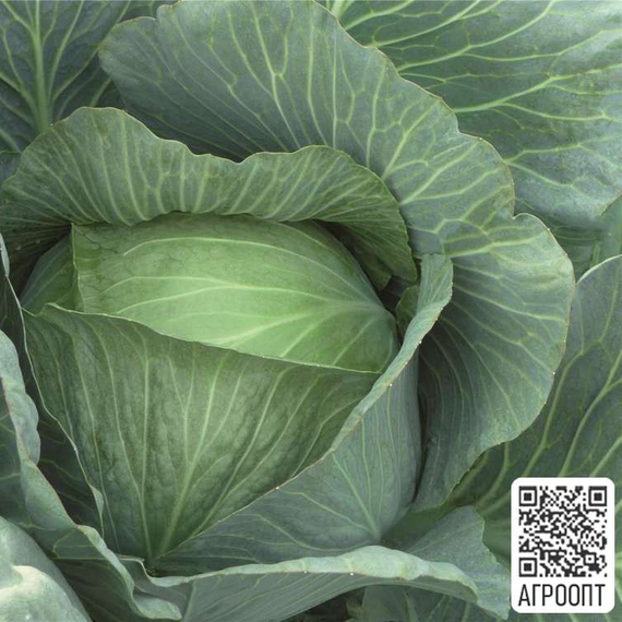 ЛЕННОКС F1 семена капусты белокочанной (Bejo | Alexagro) – фото 2