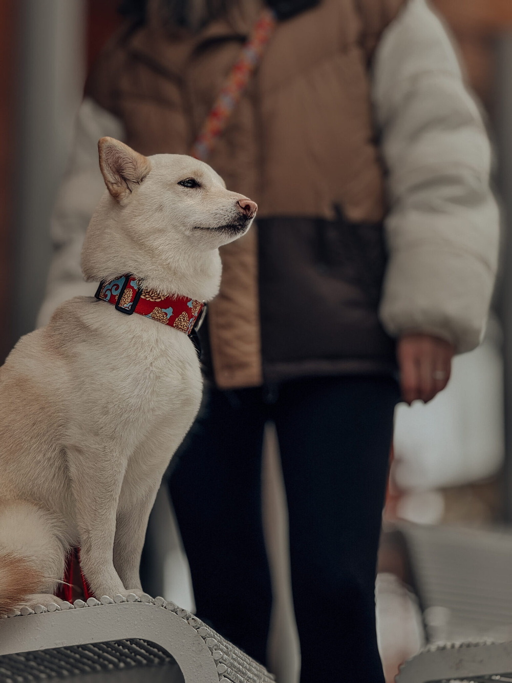 Ошейник Чак-чак