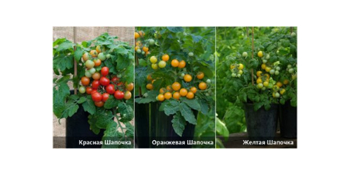 Шапочка желтая/ красная / оранжевая
