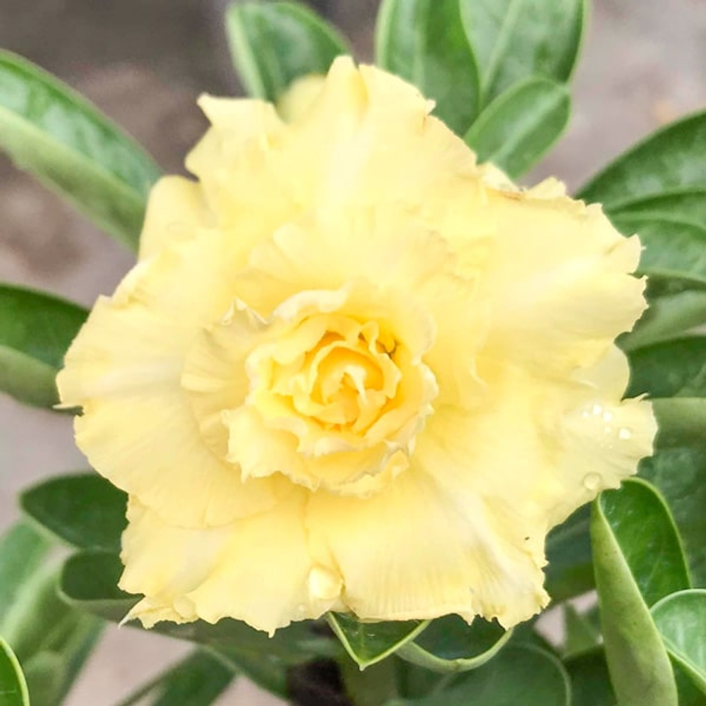 Адениум обесум 373