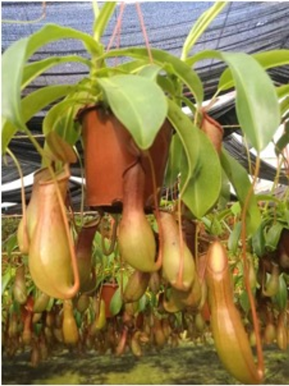 Непентес Mirabilis д.10