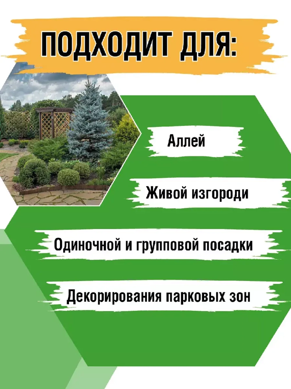 Саженец Ель колючая (голубая)