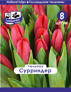 Тюльпан Луковица, Сурриндер, 8 шт