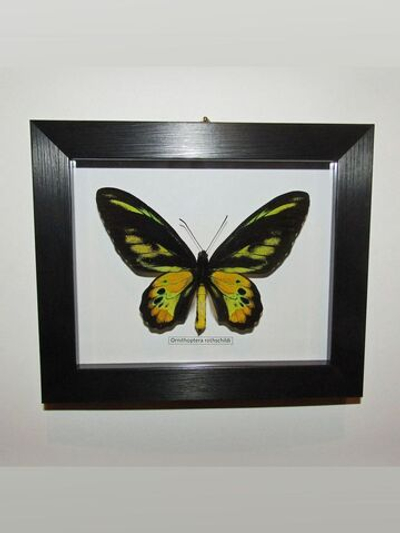 Бабочка Ornithoptera rothschildi в рамке