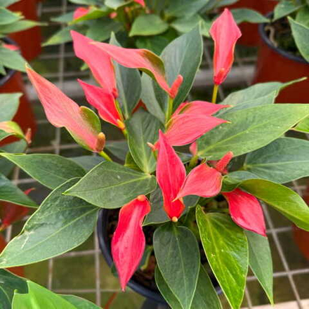 Антуриум Андре TRILLION RED