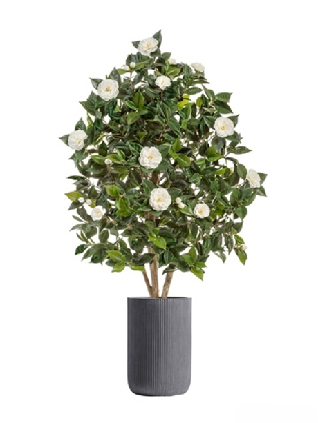 Комплект - Камелия Японика цветущая кремовая 150 см в кашпо TREEZ ERGO - серия Jet