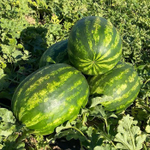 Каристан F1 семена арбуза (Syngenta / Сингента)