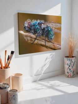 Картина на стену 40 X 50 Муха в росе