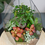 Готовый флорариум бонсай Японский вяз Айсберг