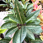 Аглаонема BLACK BANANA